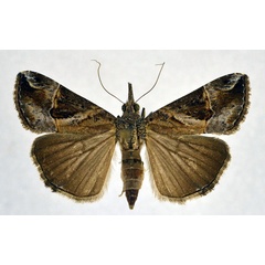 /filer/webapps/moths/media/images/L/laceratalis_Hypena_A_NHMO.jpg