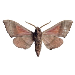 /filer/webapps/moths/media/images/G/giustii_Rufoclanis_HT_EMEMb.jpg