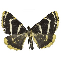 /filer/webapps/moths/media/images/A/atrinivosa_Rhodochanna_HT_Staude.jpg