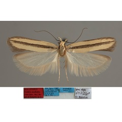 /filer/webapps/moths/media/images/M/midiofasciata_Nothris_MHT_MfN.jpg
