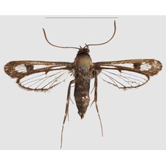 /filer/webapps/moths/media/images/T/tenebricus_Crinipus_PTF_SMNSa.jpg