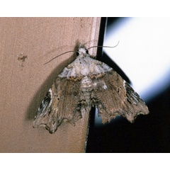 /filer/webapps/moths/media/images/T/trogoptera_Oediblemma_A_Roland_01.jpg