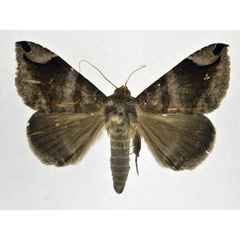 /filer/webapps/moths/media/images/P/palpalis_Bastilla_AM_NHMO.jpg