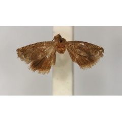 /filer/webapps/moths/media/images/C/cynicopis_Fulcrifera_PLT_RMCA_01.jpg