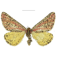 /filer/webapps/moths/media/images/T/thapsinus_Nothabraxas_AF_RMCA_01.jpg
