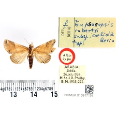 /filer/webapps/moths/media/images/C/calida_Eupsoropsis_AT_BMNH.jpg
