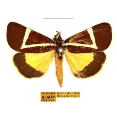 /filer/webapps/moths/media/images/G/geometrica_Aegocera_AM_RBINS_03.jpg