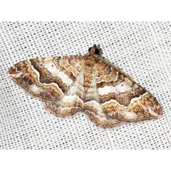 /filer/webapps/moths/media/images/E/explanata_Mimoclystia_A_Braun.jpg
