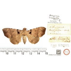 /filer/webapps/moths/media/images/T/trispila_Athyrma_HT_BMNH.jpg