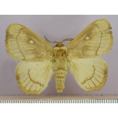 /filer/webapps/moths/media/images/A/albidiscalis_Strigivenifera_AM_SMNS.jpg