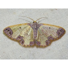 /filer/webapps/moths/media/images/E/excavata_Zamarada_A_Goff_03.jpg