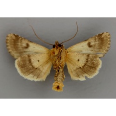 /filer/webapps/moths/media/images/S/subvelata_Craterestra_A_RMCA_02.jpg