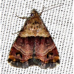 /filer/webapps/moths/media/images/C/cryptochrysea_Acontiola_A_Braun_03.jpg