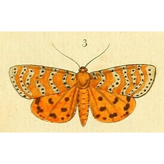 /filer/webapps/moths/media/images/A/astraea_Argina_Drury2_6_3.jpg