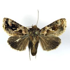 /filer/webapps/moths/media/images/D/dorfmeisteri_Ctenoplusia_AM_RMCA.jpg