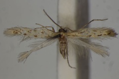 Nyctocyrmata amphicrossa