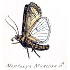 /filer/webapps/moths/media/images/M/muscosa_Mentaxya_HT_Geyer_829b.jpg