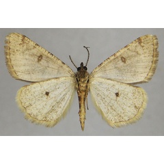 /filer/webapps/moths/media/images/G/guichardi_Xylopteryx_AM_ZSMb.jpg