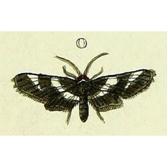 /filer/webapps/moths/media/images/F/fascialis_Spoladea_Cramer4_398_O.jpg