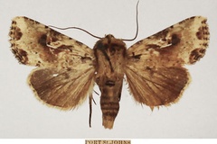 Mythimna natalensis