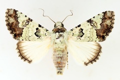 Bamra marmorifera