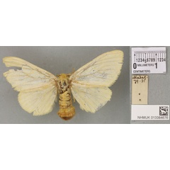 /filer/webapps/moths/media/images/T/titania_Euproctis_PLT_BMNHa.jpg