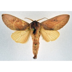/filer/webapps/moths/media/images/H/helgae_Synete_AM_NHMO.jpg