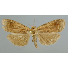 /filer/webapps/moths/media/images/A/africana_Pseudoscrancia_A_RMCA_02.jpg