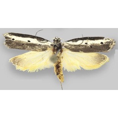 /filer/webapps/moths/media/images/G/glandifera_Ethmia_AM_ZMHB.jpg