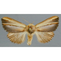 /filer/webapps/moths/media/images/G/gallans_Antheua_A_RMCA_02.jpg