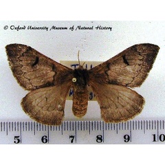 /filer/webapps/moths/media/images/S/smithii_Campimoptilum_AF_OUMNH_02.jpg