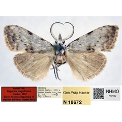 /filer/webapps/moths/media/images/M/magnificaria_Meganola_PT_NHMO_01.jpg