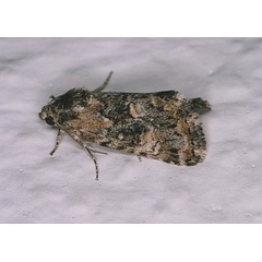 /filer/webapps/moths/media/images/O/obscuroides_Athetis_A_Roland_01.jpg