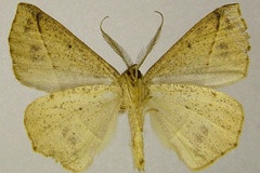 Psilocerea pulverosa vingerhoedti