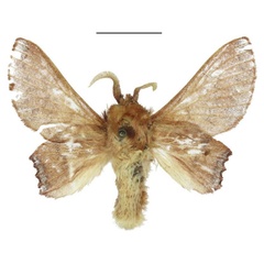 /filer/webapps/moths/media/images/M/missdebeerae_Morongea_AM_ANHRT.jpg