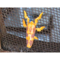 /filer/webapps/moths/media/images/P/purpurea_Miresa_A_Guyonnet.jpg