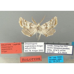 /filer/webapps/moths/media/images/A/argentinitens_Drepanogynis_HT_TMSA.jpg