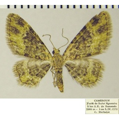 /filer/webapps/moths/media/images/V/viridigrisea_Chloroclystis_AF_ZSM.jpg