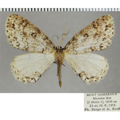 /filer/webapps/moths/media/images/A/anisa_Ectropis_AF_ZSM.jpg