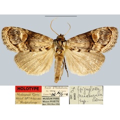 /filer/webapps/moths/media/images/M/macrocula_Gigaglossa_HT_MNHN.jpg