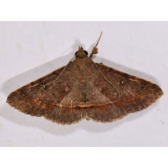 /filer/webapps/moths/media/images/T/thermesina_Hypospila_A_Mazzei_01.jpg