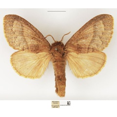 /filer/webapps/moths/media/images/C/conspersa_Bombycopsis_AF_NHMUK.jpg