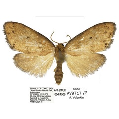 /filer/webapps/moths/media/images/S/smithi_Spatulosia_HT_ANHRT.jpg