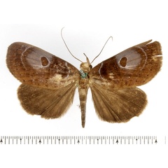 /filer/webapps/moths/media/images/I/ionomesa_Avitta_AF_BMNH.jpg