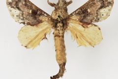 Odontocheilopteryx maculata