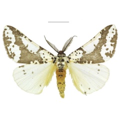 /filer/webapps/moths/media/images/M/meridiana_Nothabraxas_HT_ZSM.jpg