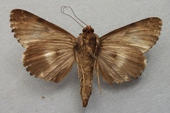 Catephia amplificans