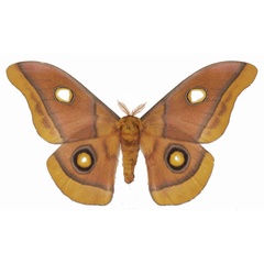 /filer/webapps/moths/media/images/C/carnegiei_Gonimbrasia_AM_Basquina.jpg