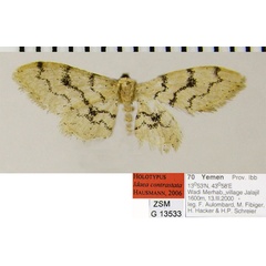 /filer/webapps/moths/media/images/C/contrastata_Idaea_HT_ZSMa.jpg