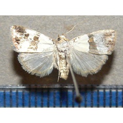 /filer/webapps/moths/media/images/P/perta_Maliattha_A_Goff_01.jpg